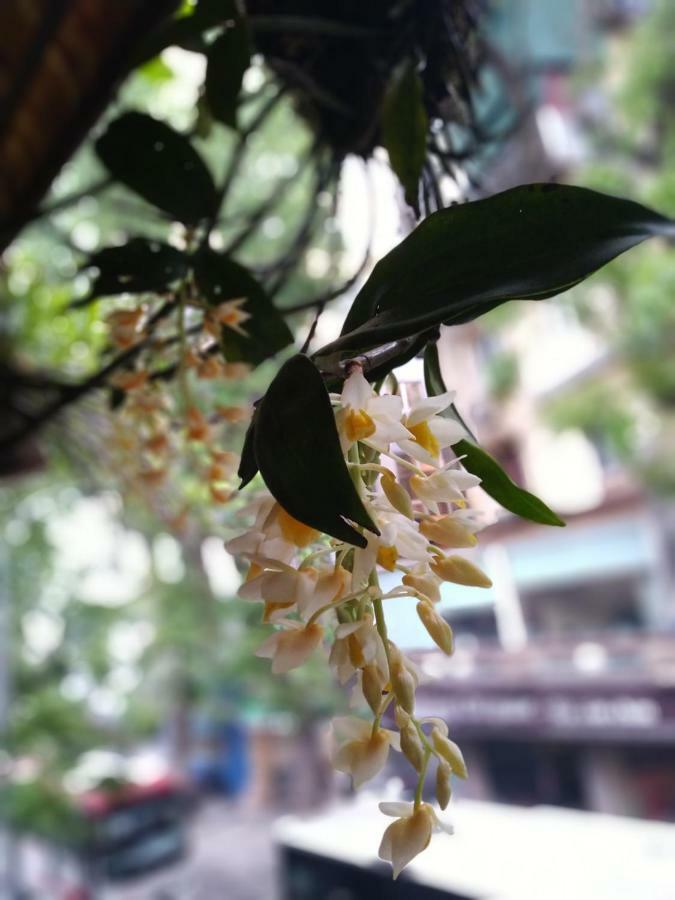 Hanoi Balcony Homestay Exteriör bild